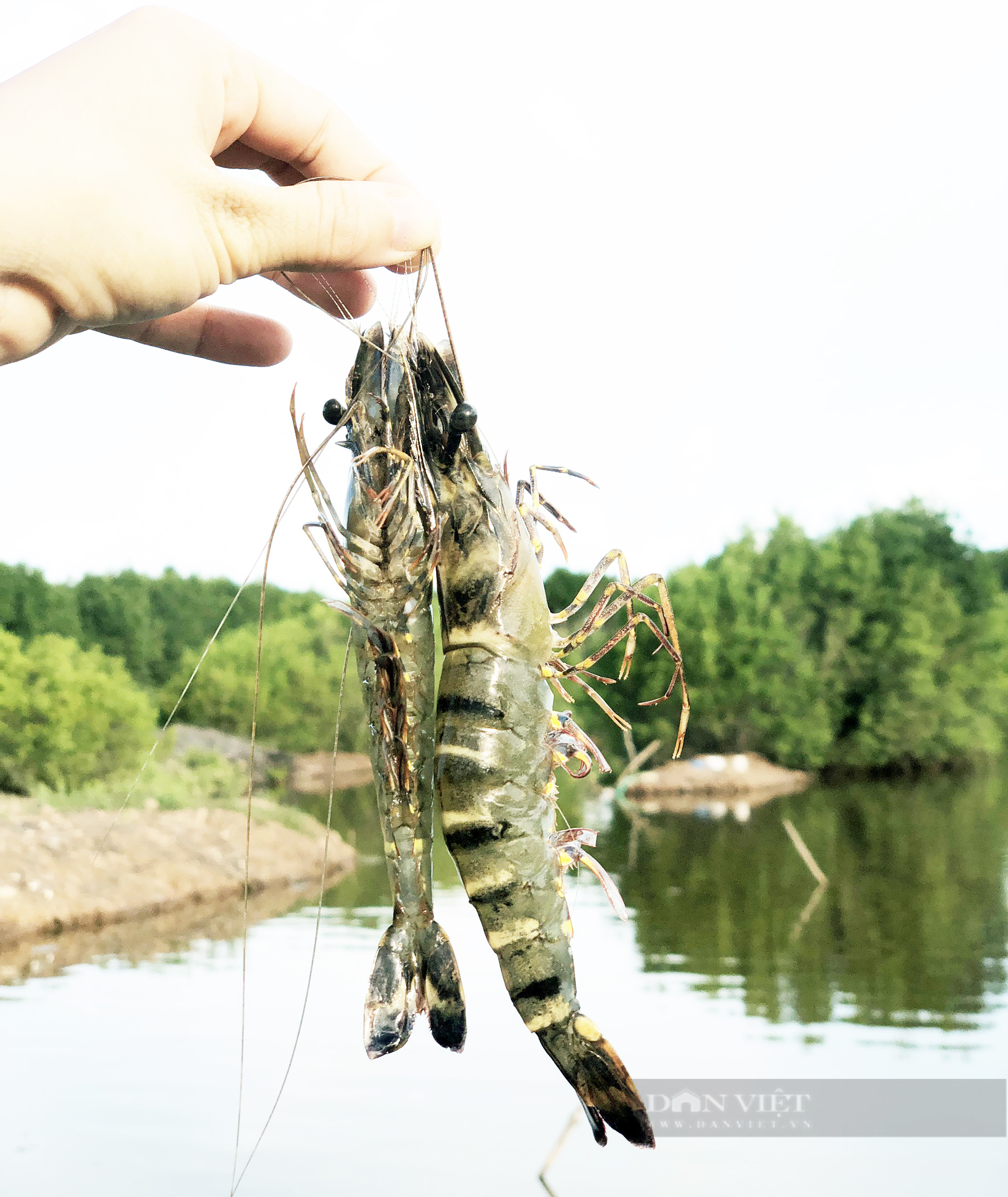 Bỏ học đại học, 9X cùng bạn gái về rừng ngập mặn khởi nghiệp bằng du lịch sinh thái - Ảnh 12. Bỏ học đại học, 9X cùng bạn gái về rừng ngập mặn khởi nghiệp bằng du lịch sinh thái - Ảnh 12.
